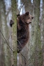 Bear cub clings to the side of the tree