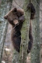 Bear cub clings to the side of the tree