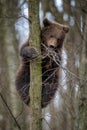 Bear cub clings to the side of the tree