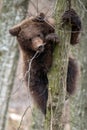 Bear cub clings to the side of the tree