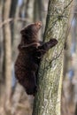 Bear cub clings to the side of the tree