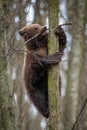 Bear cub clings to the side of the tree Royalty Free Stock Photo
