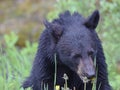 Bear cub eating dandelions near Banff, Alberta Royalty Free Stock Photo