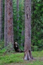 Bear cub lying against a tree Royalty Free Stock Photo