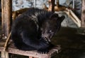 Bear cub in the mini-zoo suck at paw