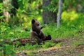 Bear Cub Resting