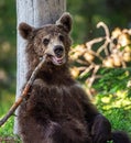 The bear cub sits and nibbles a stick. Little bear sits under a pine tree. Cub of Brown Bear in the summer forest. Scientific name