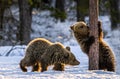 Bear Cub sniffing Pine Tree. Cubs of Brown Bear in winter Forest in sunset light. Royalty Free Stock Photo