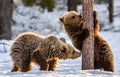 Bear Cub sniffing Pine Tree. Cubs of Brown Bear in winter Forest in sunset light. Royalty Free Stock Photo