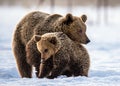 She-Bear and bear cub on the snow in the winter forest. Royalty Free Stock Photo