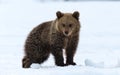 Bear cub on the snow in winter forest. Royalty Free Stock Photo