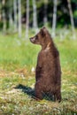 The bear cub standing on hinder legs.