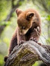 Bear cub struggles getting down from high tree branch Royalty Free Stock Photo