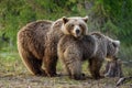 She-bear and bear-cub in the summer forest.