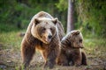 She-bear and bear-cub in the summer forest.