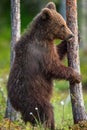 Bear cub on the swamp in the spring forest,. Bear Cub stands on its hind legs. Bear family of Brown Bears. Scientific name: Ursus