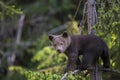 Bear cub in the tree