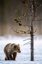 Bear cub walking on the snow in winter forest. Royalty Free Stock Photo