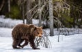 Bear cub walking on the snow in winter forest. Royalty Free Stock Photo