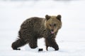 Bear cub walking on the snow in winter forest. Royalty Free Stock Photo
