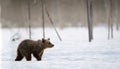 Bear cub in winter forest Royalty Free Stock Photo