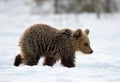 Bear cub in winter forest Royalty Free Stock Photo