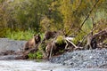 Bear with cubs on the Avacha river. Kamchatka. Royalty Free Stock Photo