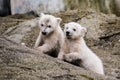 Polar bear cubs