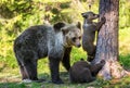 She-Bear and Cubs. Brown bear.