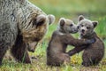 She-Bear and Cubs of Brown bear
