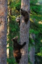 Bear cubs climb up a tree