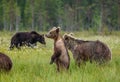 She-bear with cubs in a forest glade. White Nights.