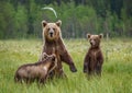 She-bear with cubs in a forest glade. White Nights.