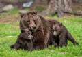 She-bear with cubs in a forest glade. White Nights.