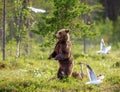 She-bear with cubs in a forest glade. White Nights.