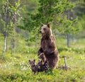 She-bear with cubs in a forest glade. White Nights.