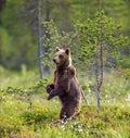 She-bear with cubs in a forest glade. White Nights.