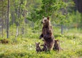 She-bear with cubs in a forest glade. White Nights.