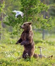 She-bear with cubs in a forest glade. White Nights.