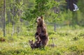 She-bear with cubs in a forest glade. White Nights.