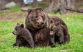 She-bear with cubs in a forest glade. White Nights.