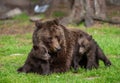 She-bear with cubs in a forest glade. White Nights.