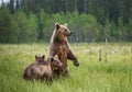 She-bear with cubs in a forest glade. White Nights.