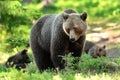 Bear with cubs in forest. Mother bear with cubs. Momma bear with cubs.