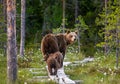 She-bear with cubs goes into the woods along a wooden walkway.