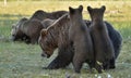 Bear cubs hide for a she-bear. She-bear and bear-cubs. Adult female of Brown Bear (Ursus arctos) with cubs on the swamp Royalty Free Stock Photo