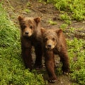 Bear cubs in katmai Royalty Free Stock Photo