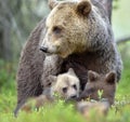 Bear cubs and mother she-bear in the summer forest. Royalty Free Stock Photo