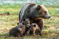 Bear cubs and mother she-bear on the swamp in the spring forest. Bear family of Brown Bears. Scientific name: Ursus arctos Royalty Free Stock Photo