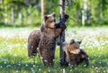 Bear cubs and mother she-bear on the swamp in the summer forest, among white flowers. Bear Cub stands on its hind legs. Bear